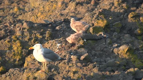 Seagull Chicks