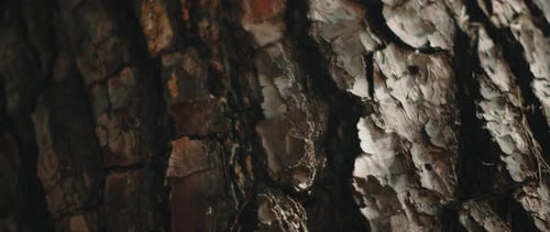 Macro view of tree trunk texture. CLOSE UP, DETAIL