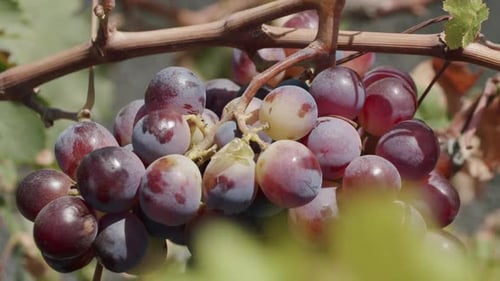 Cacho de uvas vermelhas na videira