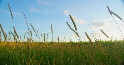 Wild Grass Sway on Wind and Sun Rays in Meadow