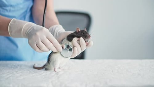 Rat Examined with Stethoscope at Veterinary Clinic