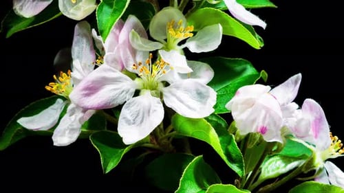 Pink Apple Flowers Blooming in Time Lapse on a Black Background. Spring Tree Blossoms