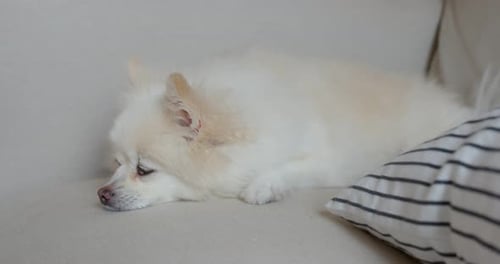 Fluffy White Dog Resting Comfortably on Couch