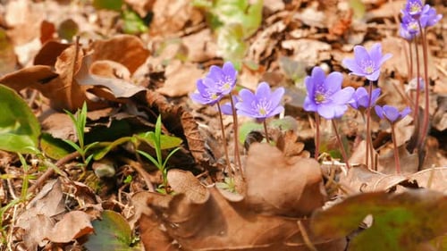First spring flowers, shot with slider