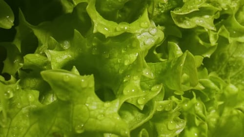 Close-up of Fresh Green Lettuce with Water Droplets
