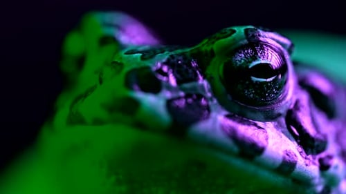 Extreme Close Up of Frog with Purple and Green Lighting