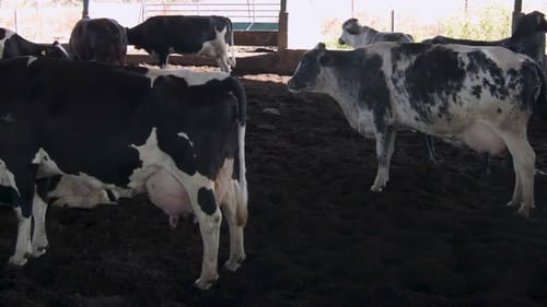 Dairy cows in feedlot in Brazil.