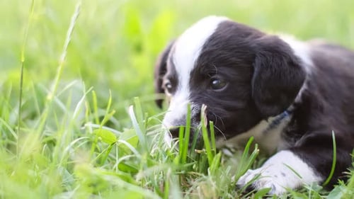 Little Black and White Puppy Eats Grass Sitting in the Park on a Sunny Summer Day