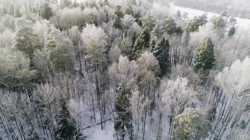 Aerial Vew of a Fozen Forest with Snow Covered Trees. Drone Footage