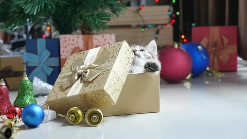 Cute Kitten Emerges from Christmas Gift Box