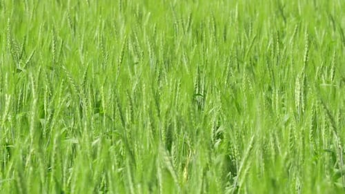 Barley Field