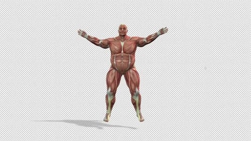 Animated Human Muscular System Jumping Jack Exercise