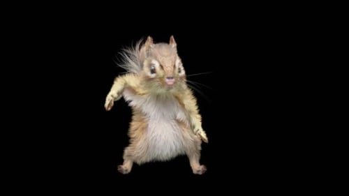 Chipmunk: Tanzen HD