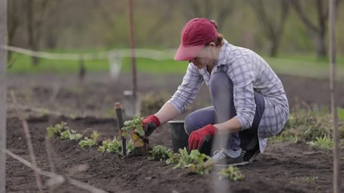 Woman Planting Seedlings in Fertile Garden Soil