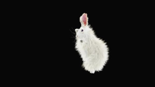 Hase: Tanzen HD