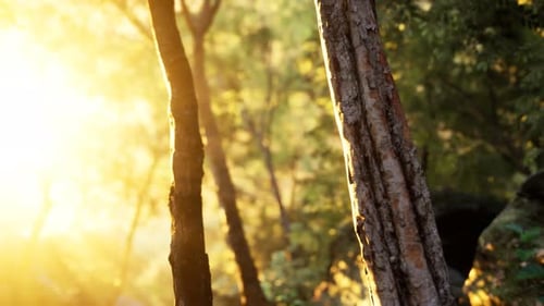 Rayons de soleil éclatants dans une forêt brumeuse
