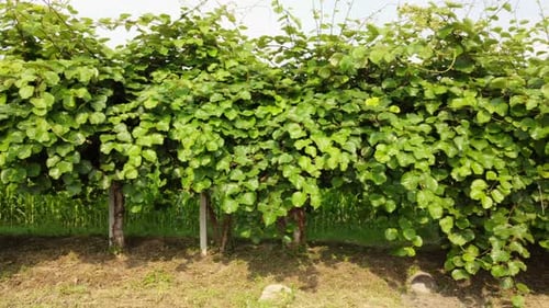Kiwi Fruit Plant Agriculture