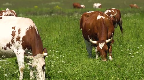 Cows Grazing Peacefully in Green Pasture on Sunny Day