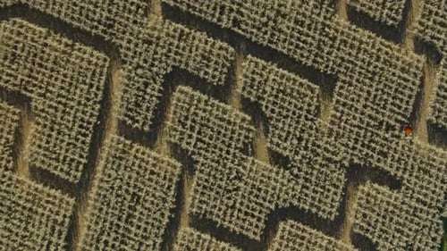 Aerial of patterned plantation near field