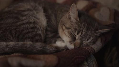 Close Up of Domestic Cat Sleeping on Sofa in Room
