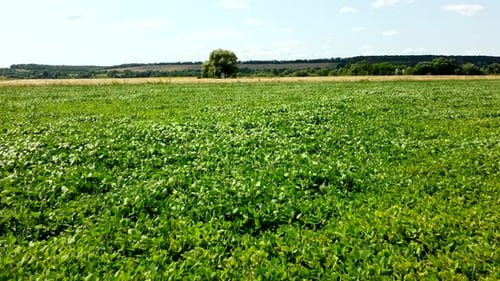 Aerial Drone View Flight Over a Field of Green Grass on a Sunny Summer Day