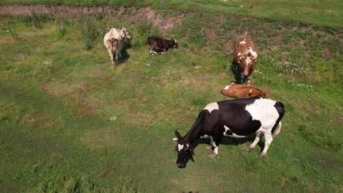 Cattle Grazing on Lush Green Pastureland