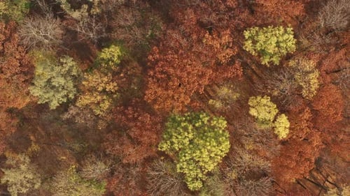 Autumn forest 06