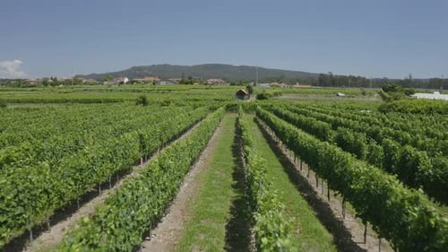 Green Vineyards Aerial View