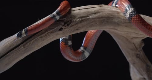 Une faune dangereuse Serpent corallien rampant sur une branche d'arbre qui sort la langue