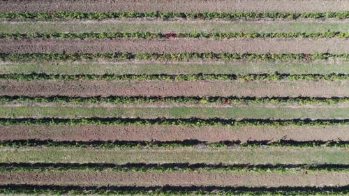 Linien von Reben
