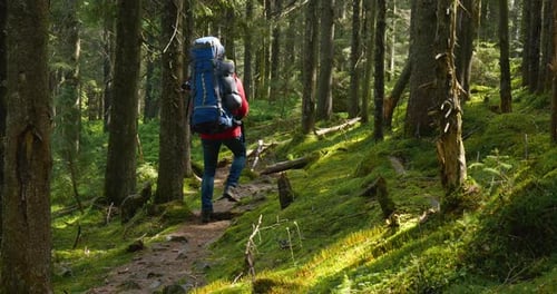 Tourist Guy with a Backpack Walks Along a Trail in a Beautiful Forest