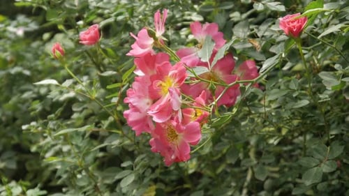 Fleur avec abeille dans le jardin