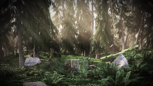 Cg Dawn im Wald