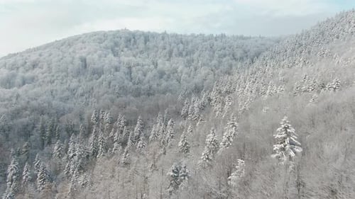 Flying Over a Steep Mountainside with Snowy Trees - Aerial View