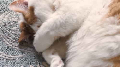 Fluffy Cat Sleeping with Paws over Eyes