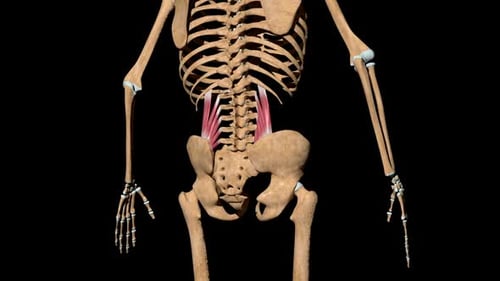 3D Animated Psoas Major and Minor Muscles on Human Skeleton
