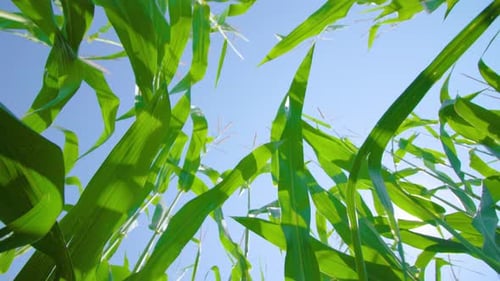 Motion From Corn Cob Past Leaves to Corn Inflorescence