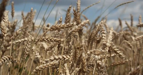 Ripe Ears Of Wheat On The Field At Sunset