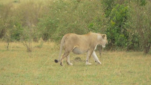 Pregnant lioness in Africa