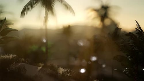 Coco Palm Trees Tropical Landscape