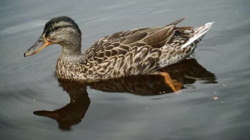 Duck Watching And Swiming Close Up