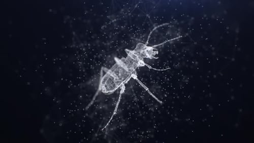 Looped Plexus Bug
