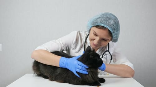 Vet Tech Examining Black Cat in Clinic