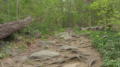 A low angle shot along a nature trail, surrounded by green trees on a cloudy day. The camera dolly