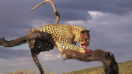 Leopard Eating In Africa