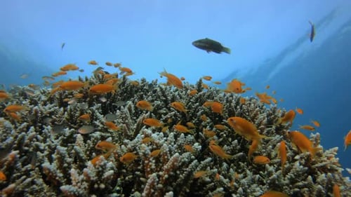 Underwater Scene Coral Reef