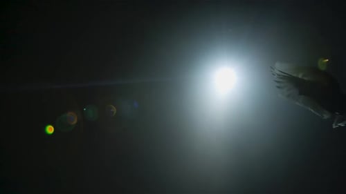Bottom View of Silhouette White Dove Flying in Dark Studio Against Backdrop of Bright Beam of Light