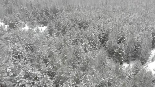 Top Down Aerial View of Snow Covered Forest
