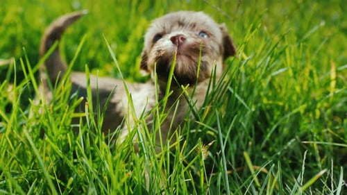 A Cute Little Puppy Is Walking in the Tall Grass