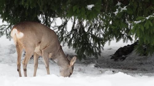 Deer Foraging for Food Underneath Pine Tree in Snow